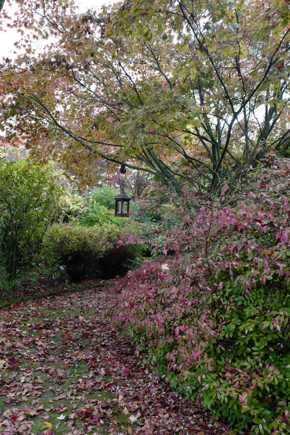 Acer palmatum 'Yugure'
