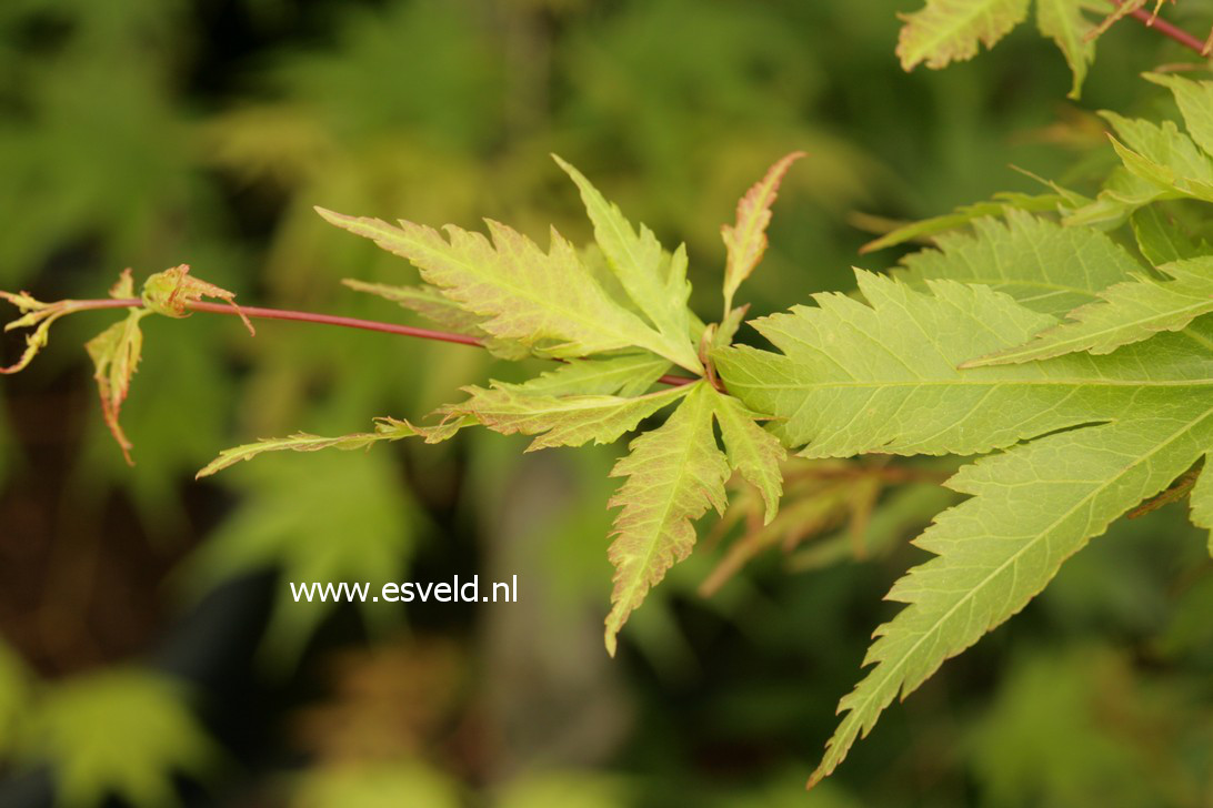 Acer palmatum 'Yushide'