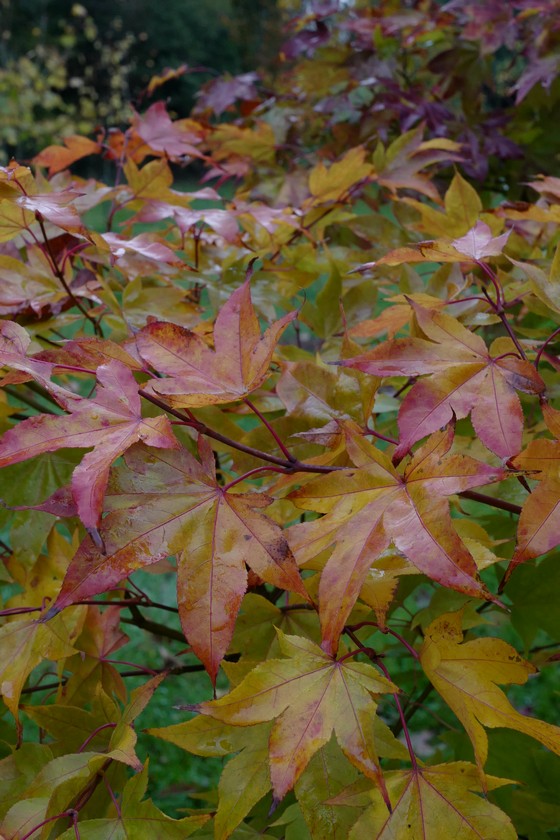Acer palmatum ssp. amoenum