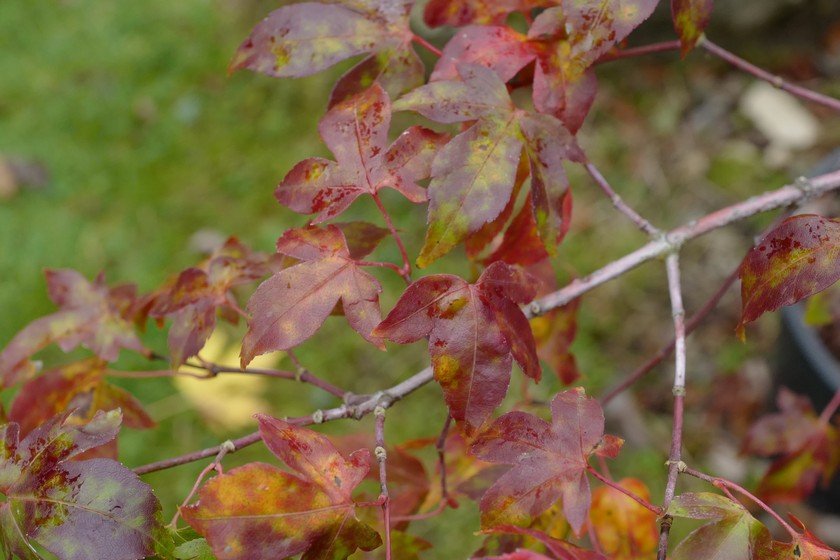 Acer pauciflorum