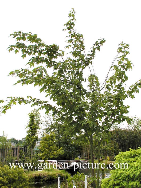 Acer pectinatum 'Bhutan'