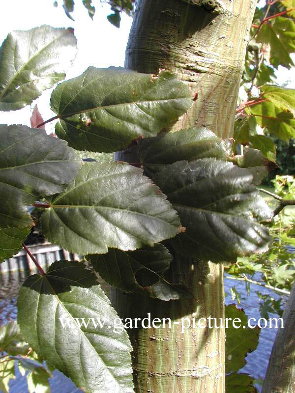 Acer pectinatum 'Sirene'