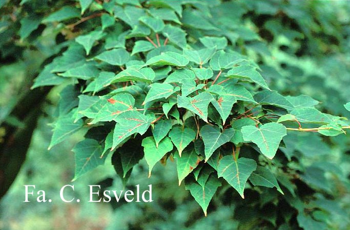 Acer pectinatum laxiflorum longilobum