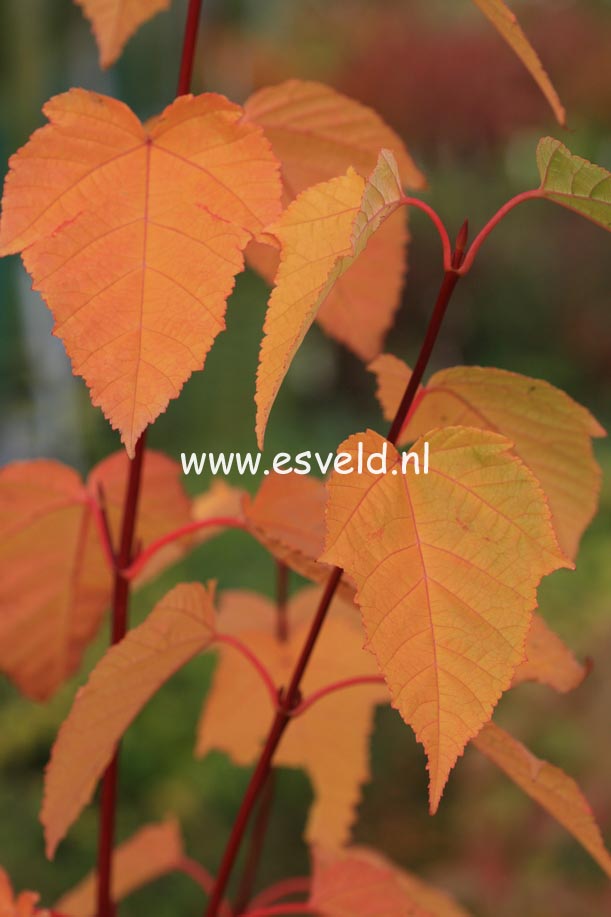 Acer pensylvanicum 'Silver Fox'