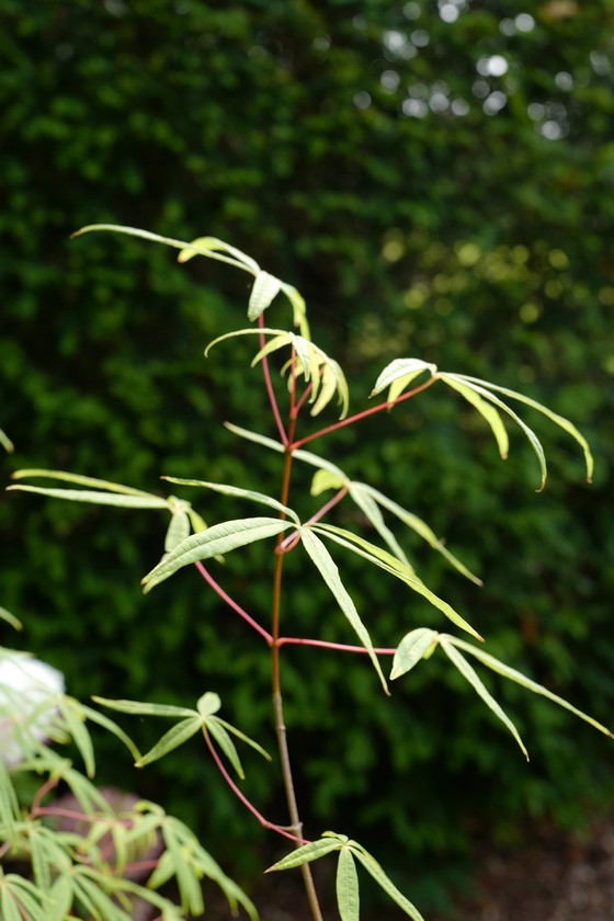 Acer pentaphyllum