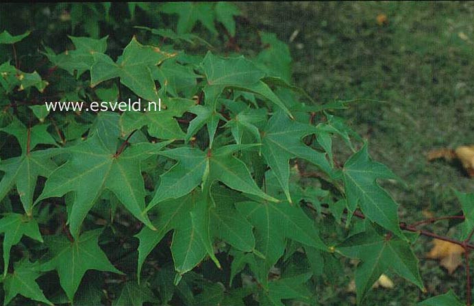 Acer pictum f. macropterum