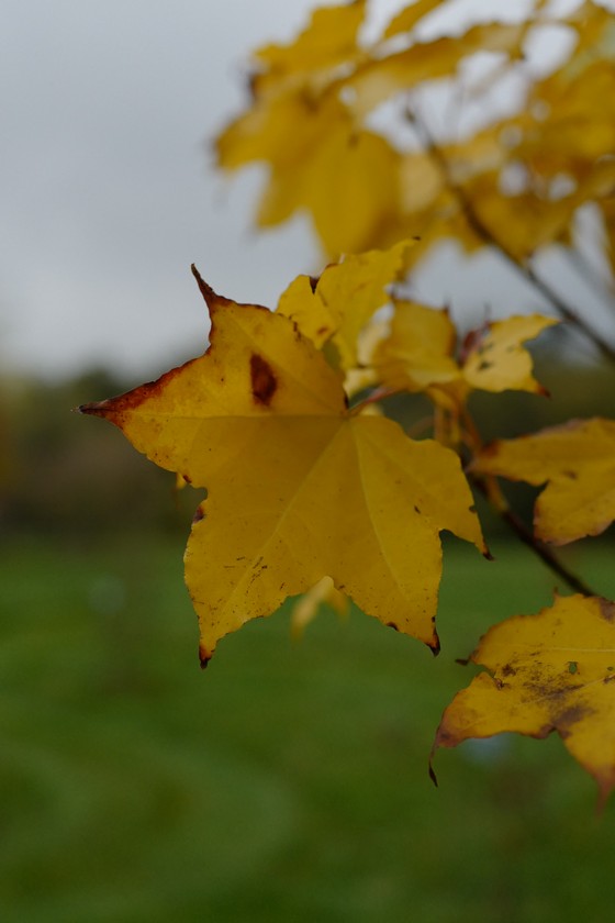 Acer pictum