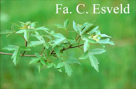 Acer pilosum stenolobum