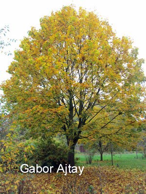 Acer platanoides 'Autumn Blaze'