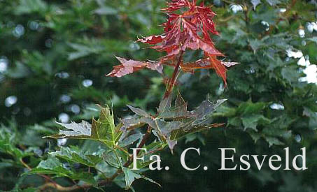 Acer platanoides 'Charles Joly'