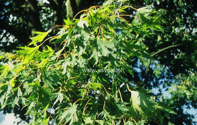 Acer platanoides 'Crispum'