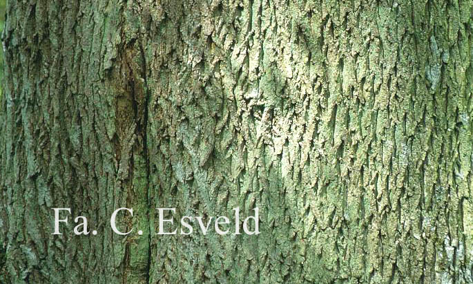 Acer platanoides 'Cucullatum'