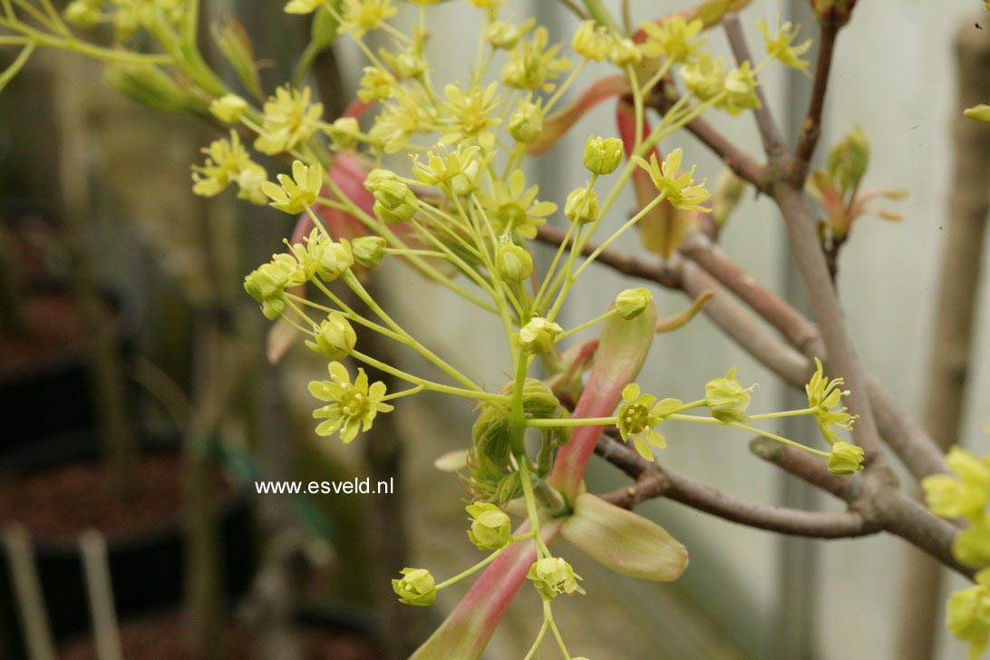 Acer platanoides 'Donig Special'