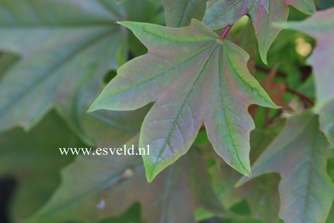 Acer platanoides 'Holata'