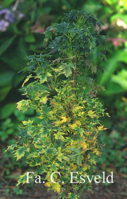 Acer platanoides 'Novus'