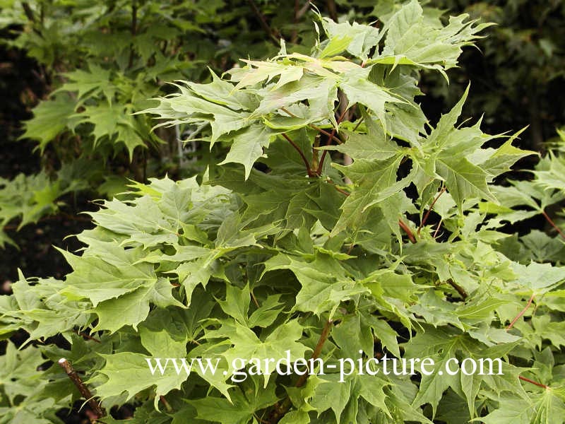 Acer platanoides 'Palmatifidum'