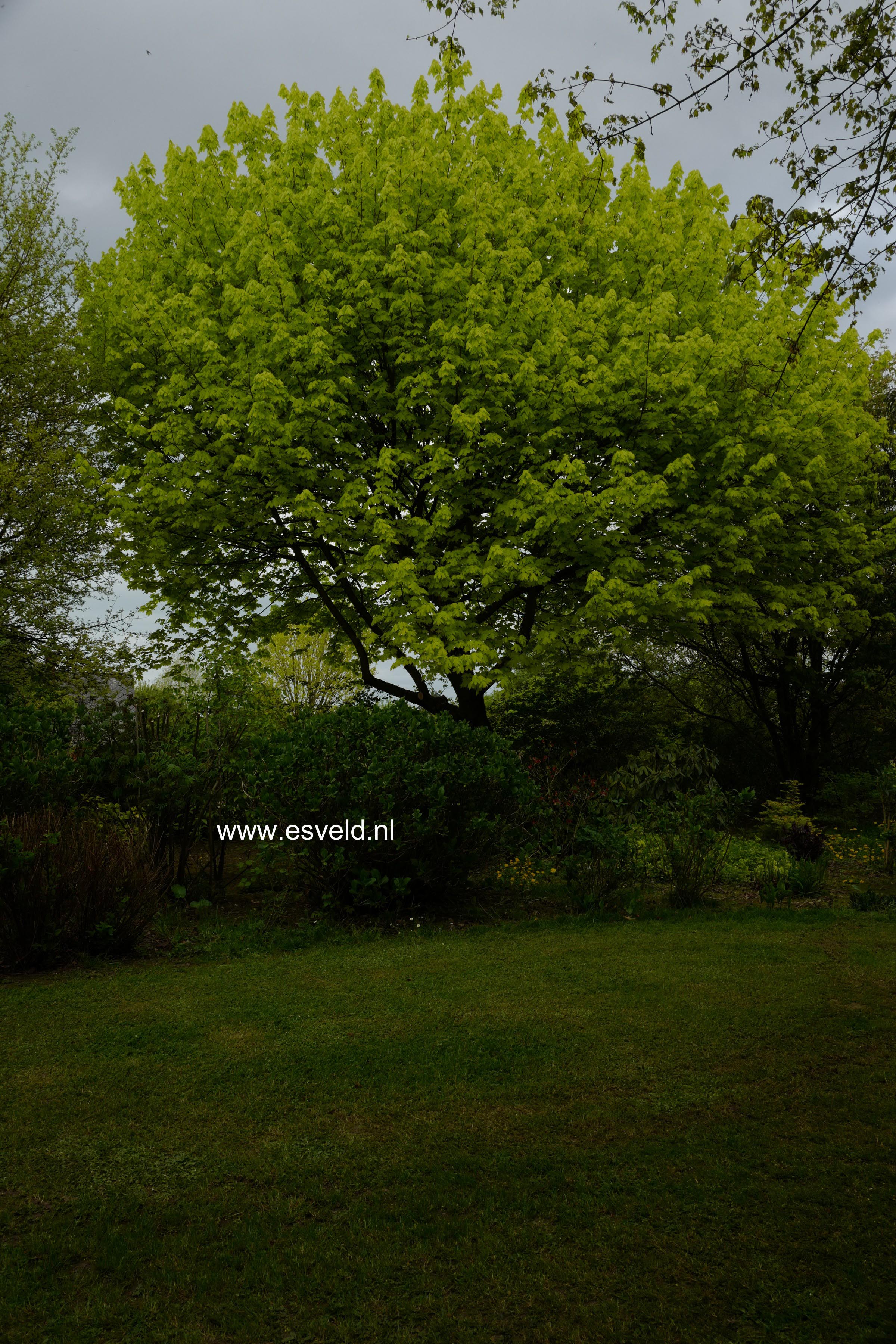 Acer platanoides 'Prigo' (PRINCETON GOLD)