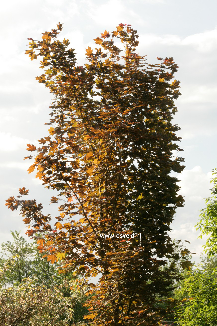 Acer platanoides 'Refusa'