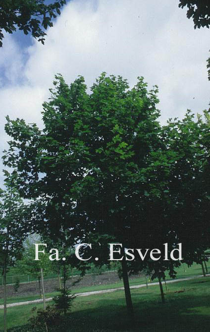 Acer platanoides 'Summershade'