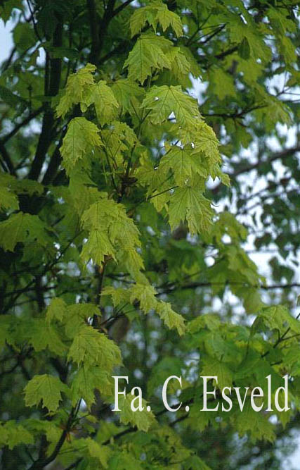 Acer platanoides 'Walderseei'