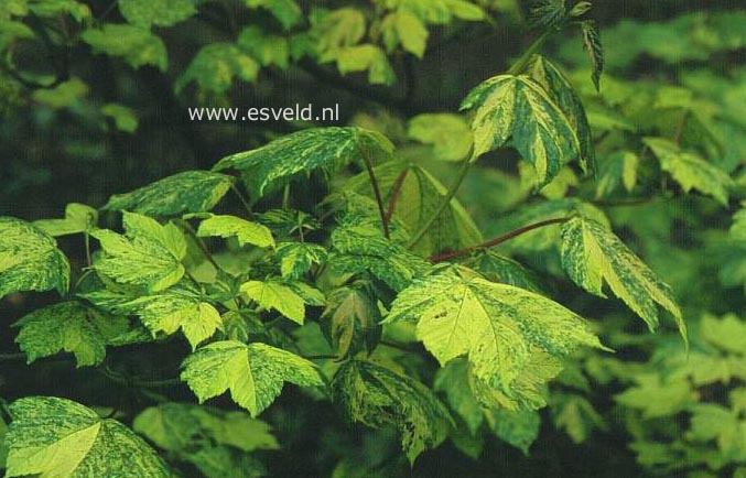 Acer pseudoplatanus  f. variegatus