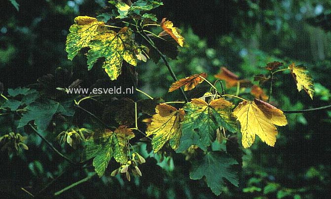 Acer pseudoplatanus 'Chaudron de Sorciere'