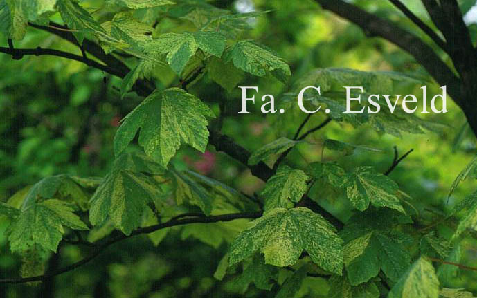 Acer pseudoplatanus 'Prince Camille de Rohan'