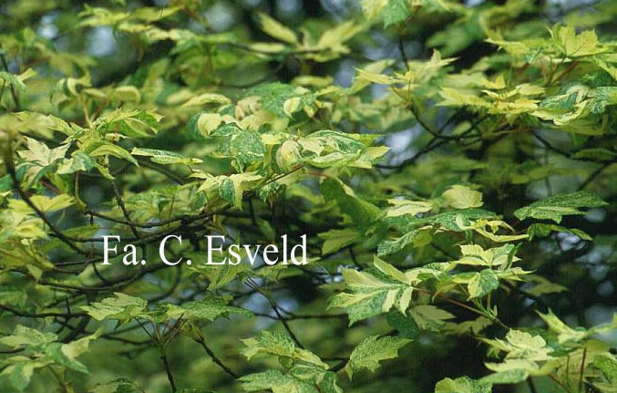 Acer pseudoplatanus 'Simon Louis Freres'