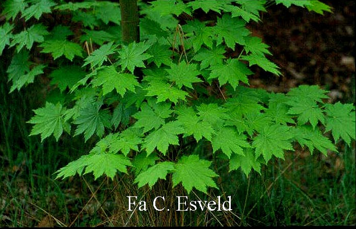 Acer pseudosieboldianum takesimense