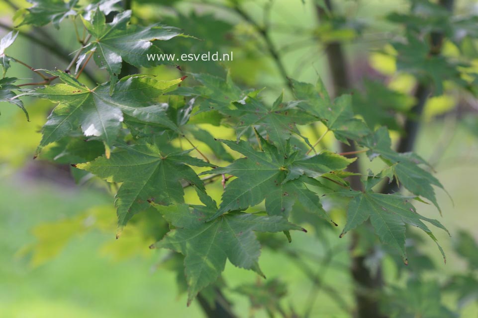 Acer robustum