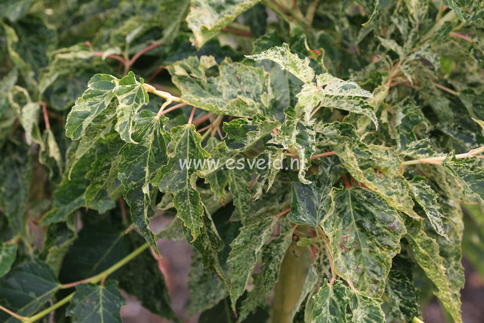 Acer rubescens 'Wakisaka nishiki'