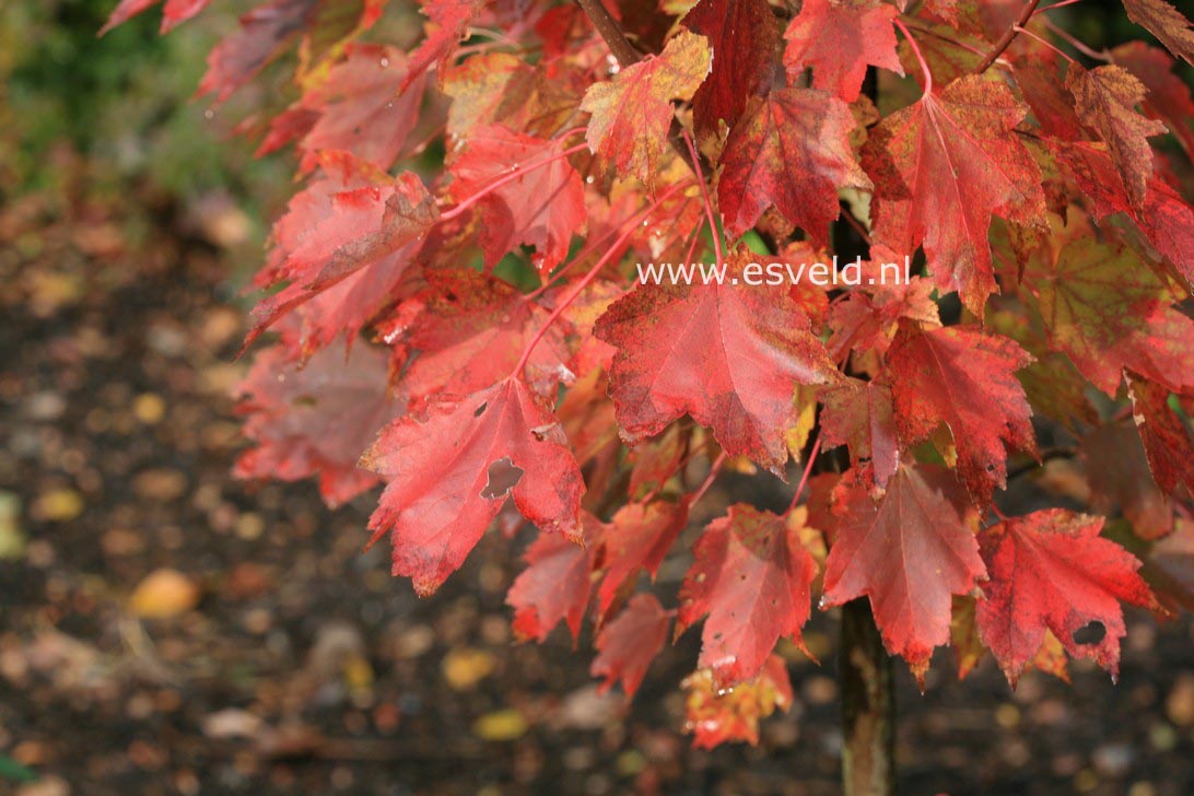 Acer rubrum 'Brandywine'