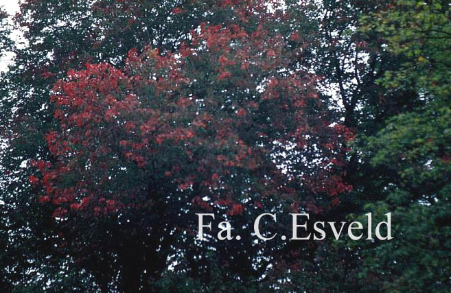 Acer rubrum 'Schlesingeri'