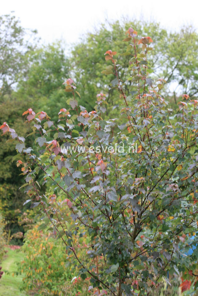 Acer rubrum 'Summer Red'