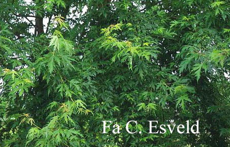 Acer saccharinum 'Beebe's Cutleaf Weeping'