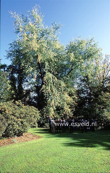 Acer saccharinum 'Wieri'