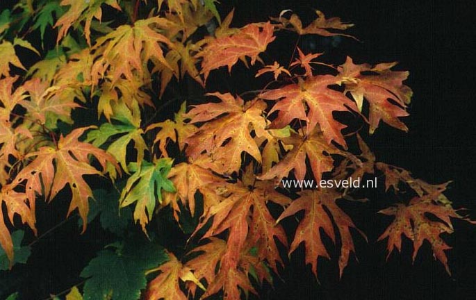 Acer saccharum 'Sweet Shadow Cutleaf'