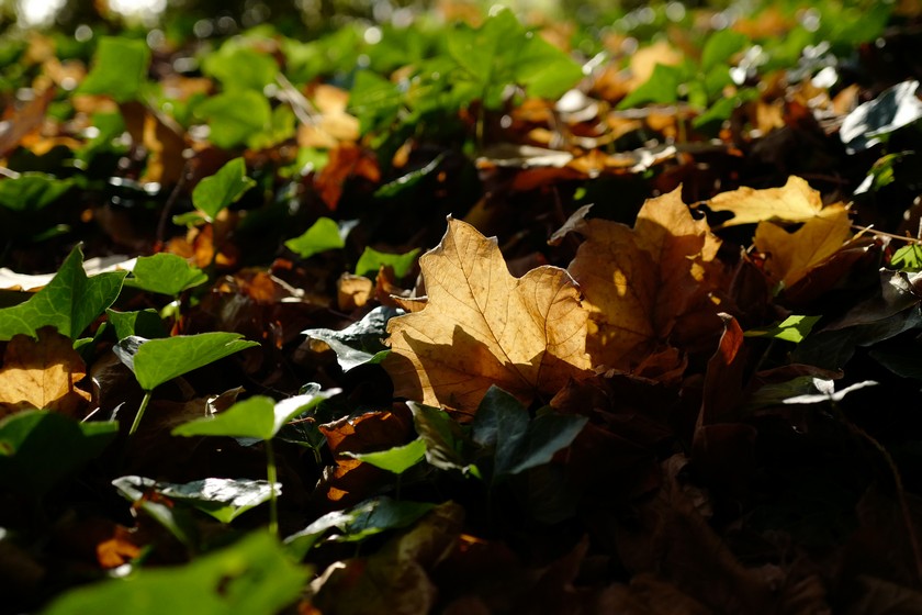 Acer saccharum ssp. nigrum