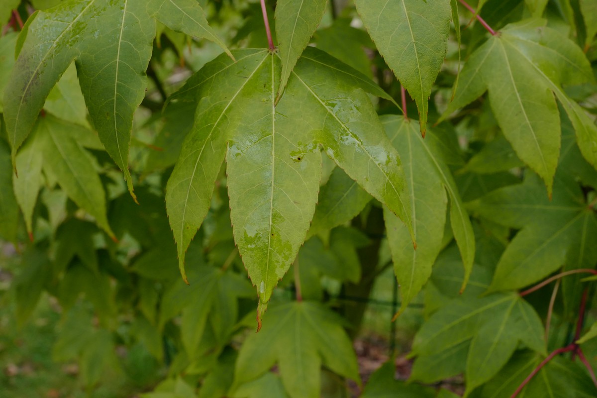 Acer schneiderianum