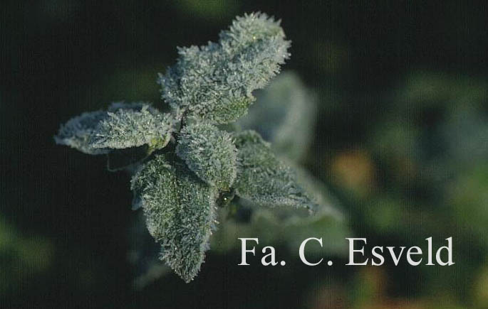 Acer sempervirens