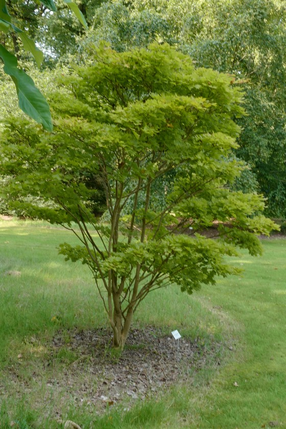Acer shirasawanum 'Aureum'