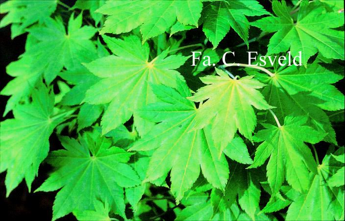 Acer shirasawanum 'Diana'