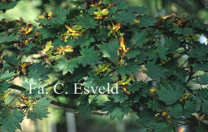 Acer shirasawanum 'Microphyllum'