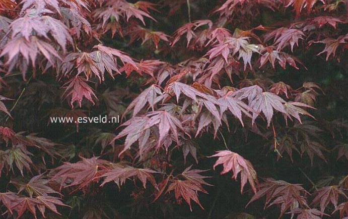 Acer shirasawanum 'Momiji-gasa'