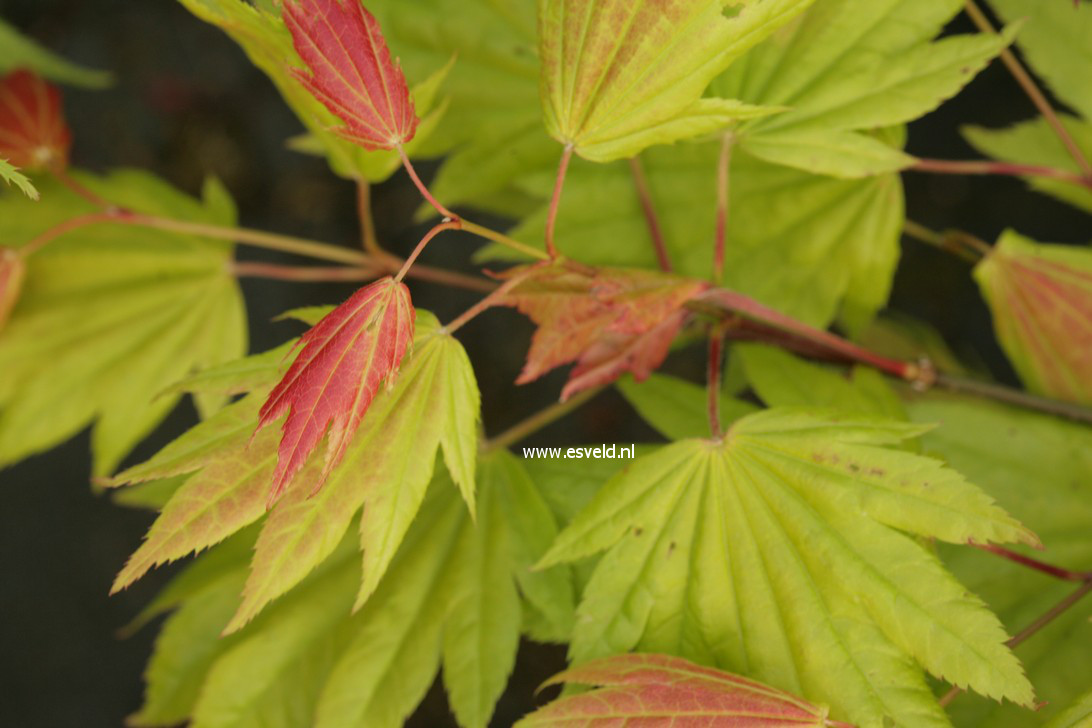 Acer shirasawanum 'Munn001' (MOONRISE)