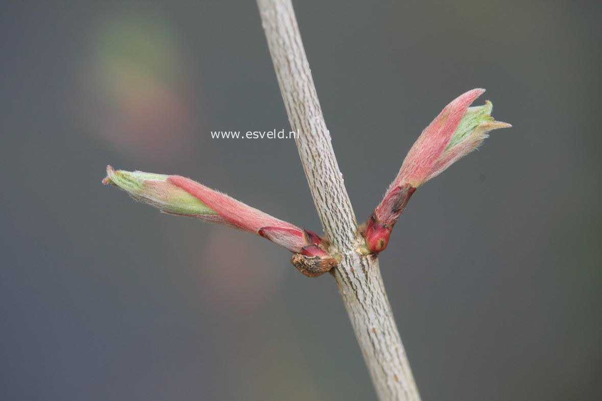 Acer shirasawanum 'Nikko'