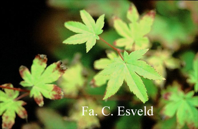Acer sieboldianum 'Katsura-gisan'