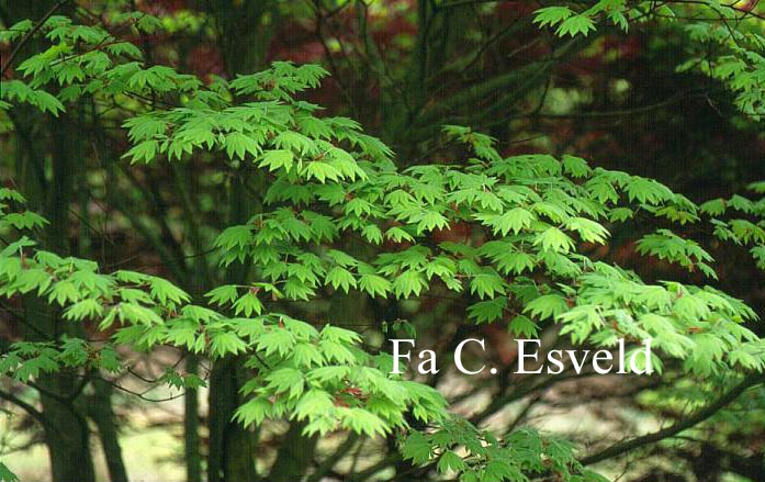 Acer sieboldianum 'Kinu-gasa-yama'