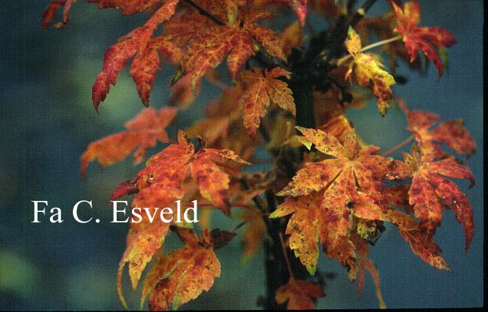 Acer sieboldianum 'Lovett'