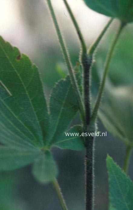 Acer sieboldianum 'Ogura-yama'